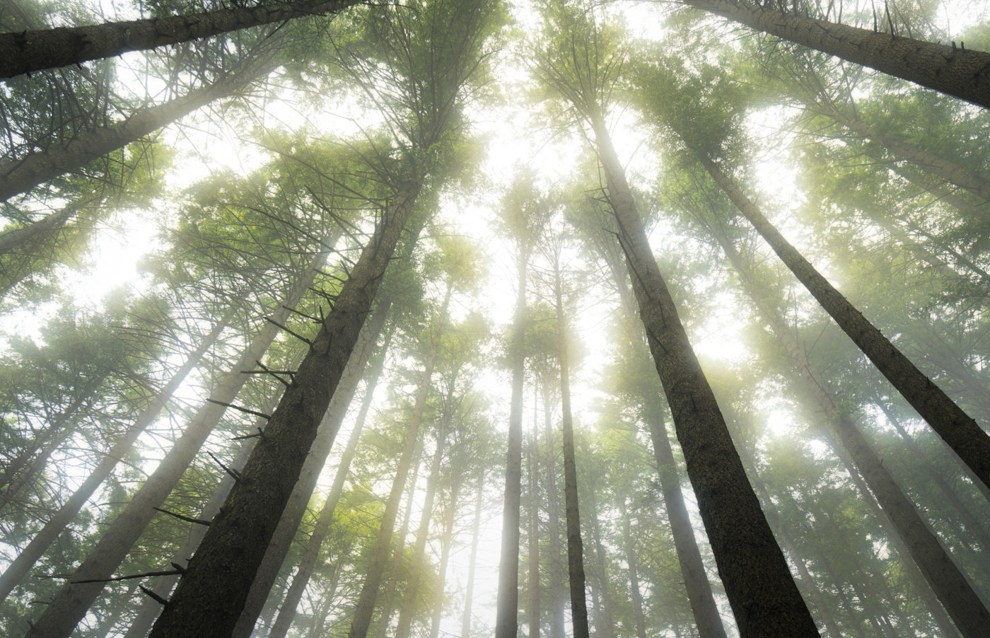 Foggy trees Oregon